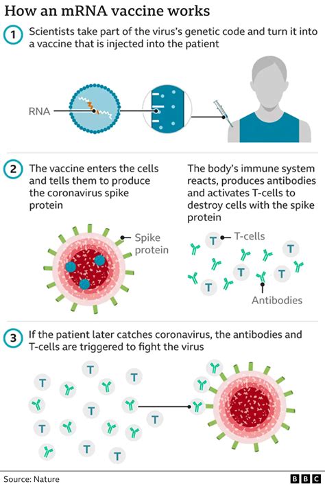 pharmacy 777 covid vaccine booking|Innate immune responses against mRNA vaccine promote .